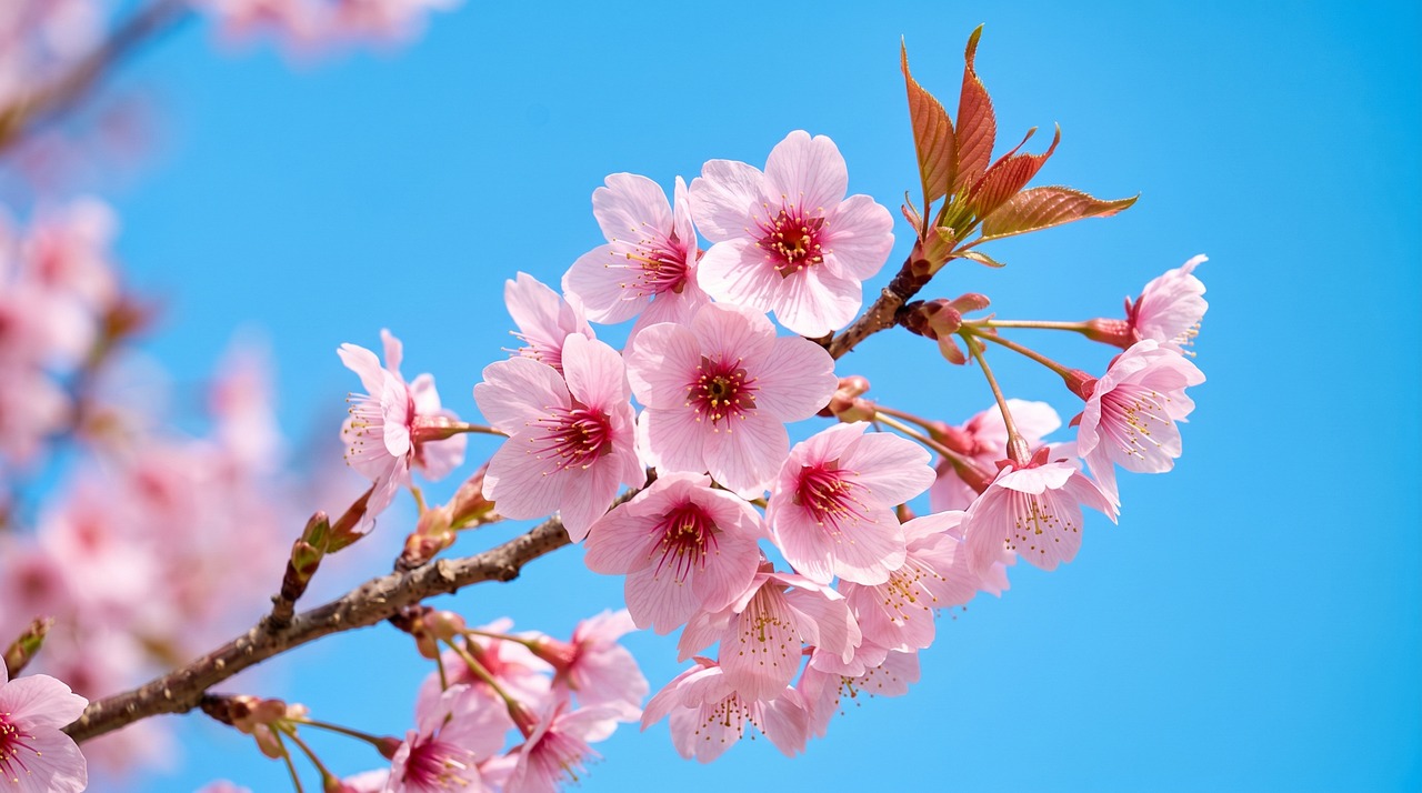 Achieve Harmonious Beauty: Your Guide to Full Facial Balancing with Sacramento Botox & Fillers at Organicskin Studio