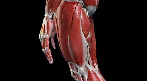 gastrocnemius muscle
